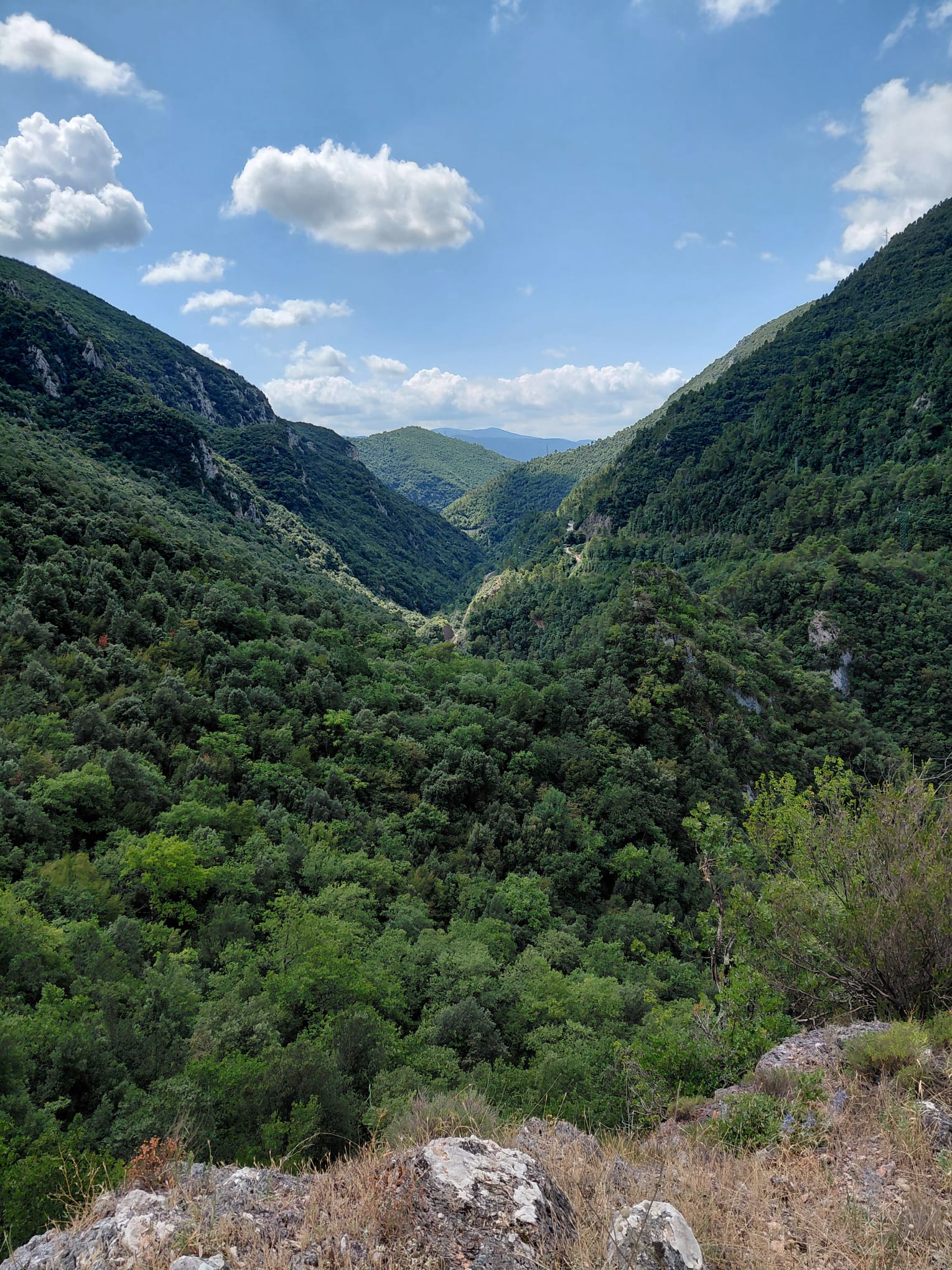 Forcella
